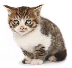 Kitten - Virtual Purchase Item