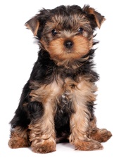 Puppy - Virtual Purchase Item